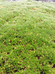 Abrotanella forsteroides