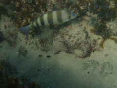 Diplodus hottentotus