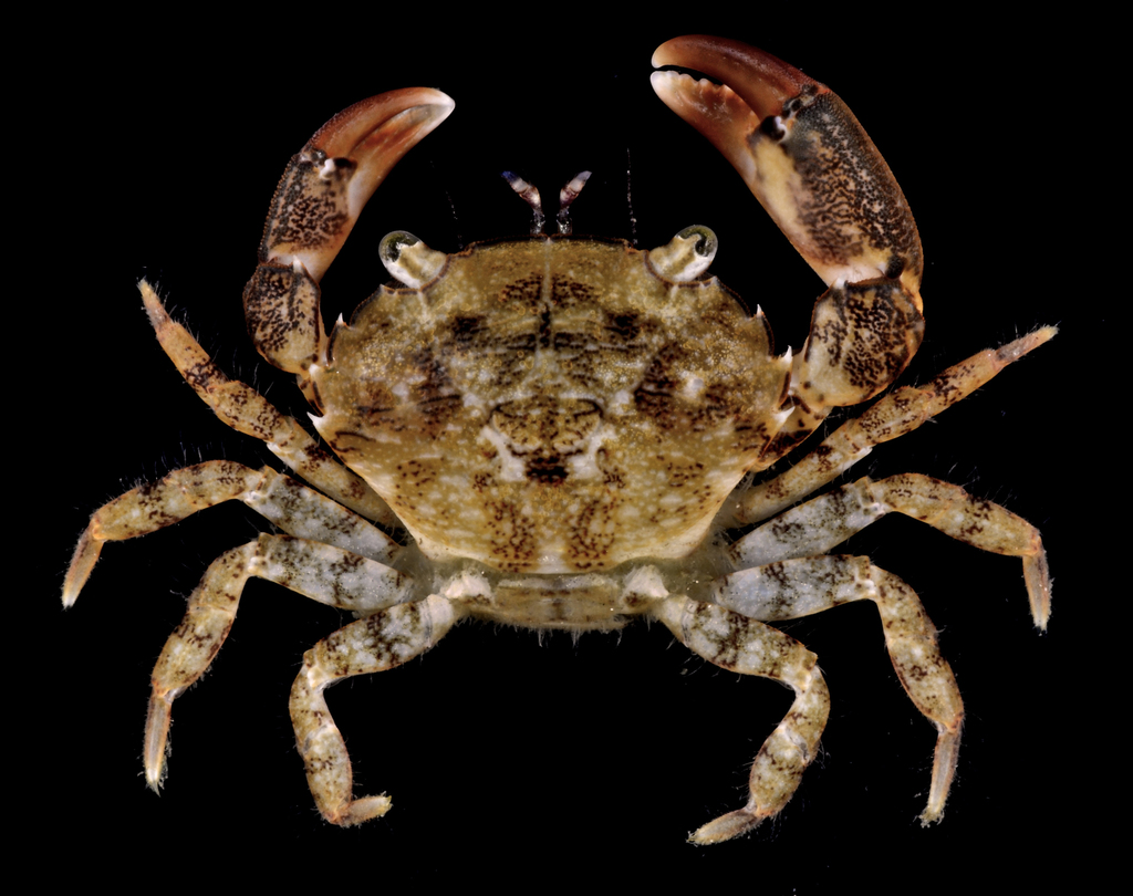 Flatback Mud Crab (MatBio: CRABS, SHRIMPS, JELLYFISH, SEA STARS ...