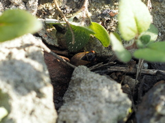 Geocoris megacephalus