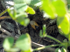 Geocoris megacephalus