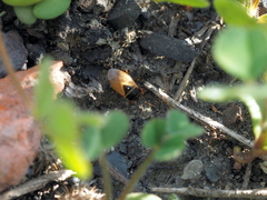 Geocoris megacephalus