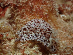 Dendrodoris