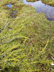 Microcachrys tetragona