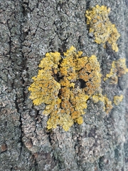 Xanthoria parietina