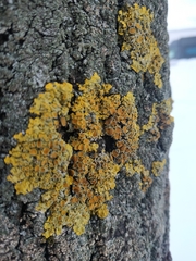 Xanthoria parietina