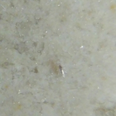 Collembola