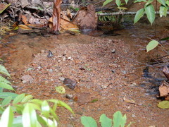 Graphium evemon eventus