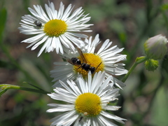 Leptochilus membranaceus