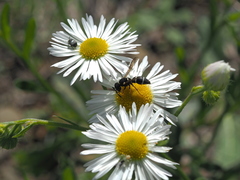 Leptochilus membranaceus