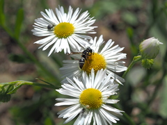 Leptochilus membranaceus