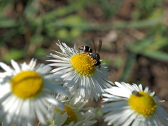 Leptochilus membranaceus
