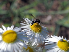 Leptochilus membranaceus