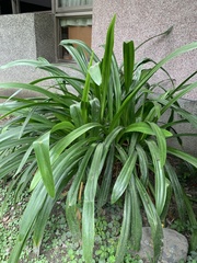 Hymenocallis speciosa