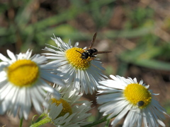 Leptochilus membranaceus