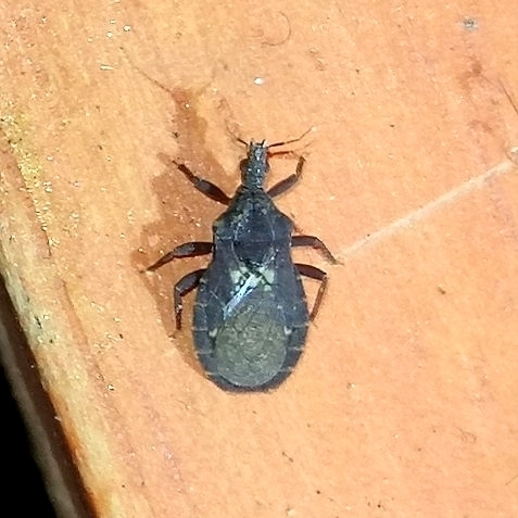 Microtriatoma