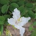 Bauhinia petersiana macrantha - Photo (c) Judy Flatt, μερικά δικαιώματα διατηρούνται (CC BY-NC), uploaded by Judy Flatt