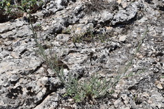 Centaurea sarandinakiae