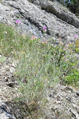Centaurea sarandinakiae