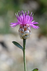 Centaurea sarandinakiae