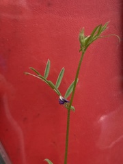 Vicia sativa nigra