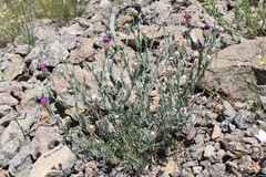 Centaurea sarandinakiae