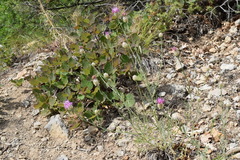 Centaurea sarandinakiae