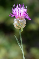 Centaurea sarandinakiae