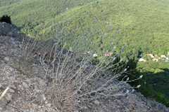 Centaurea sarandinakiae
