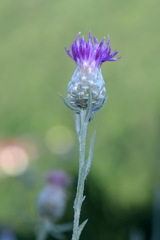 Centaurea sarandinakiae