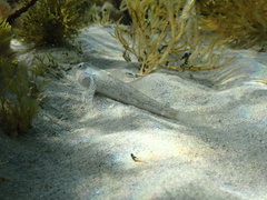 Nesogobius maccullochi