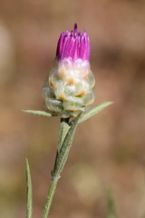 Centaurea sarandinakiae