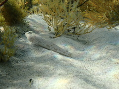 Nesogobius maccullochi