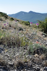 Centaurea sarandinakiae