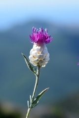 Centaurea sarandinakiae