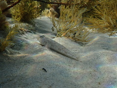 Nesogobius maccullochi