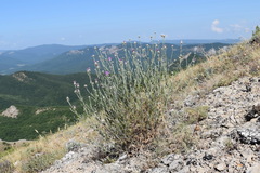 Centaurea sarandinakiae