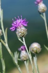 Centaurea sarandinakiae
