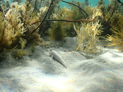 Nesogobius maccullochi