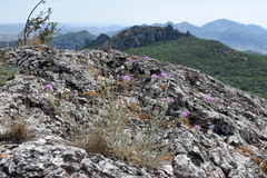 Centaurea sarandinakiae