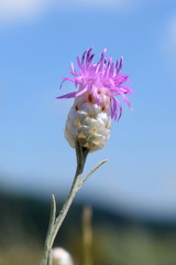 Centaurea sarandinakiae