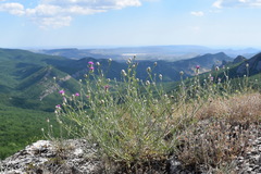 Centaurea sarandinakiae