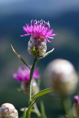Centaurea sarandinakiae