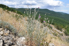 Centaurea sarandinakiae