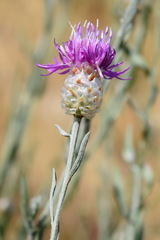 Centaurea sarandinakiae