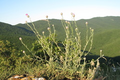 Centaurea sarandinakiae