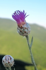 Centaurea sarandinakiae