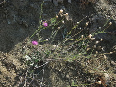 Centaurea sarandinakiae