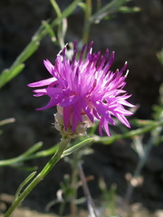 Centaurea sarandinakiae
