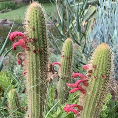 Trichocereus huascha